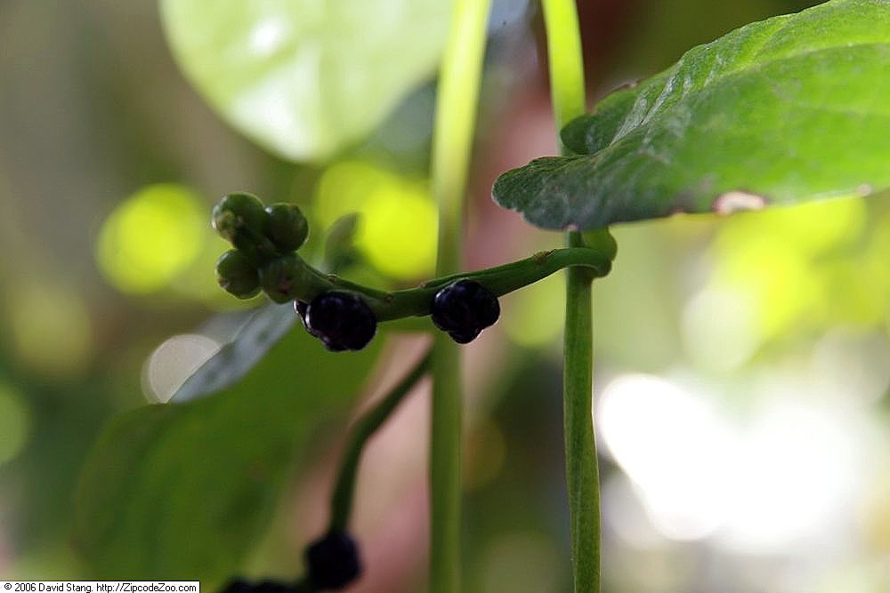 - A bertalha é excelente fonte de ferro, já que na  hortaliça há cerca de 1,2 mg de ferro para cada 100g da verdura,  o que corresponde a quantidade de 15% , ideal para consumo diário do nutriente.