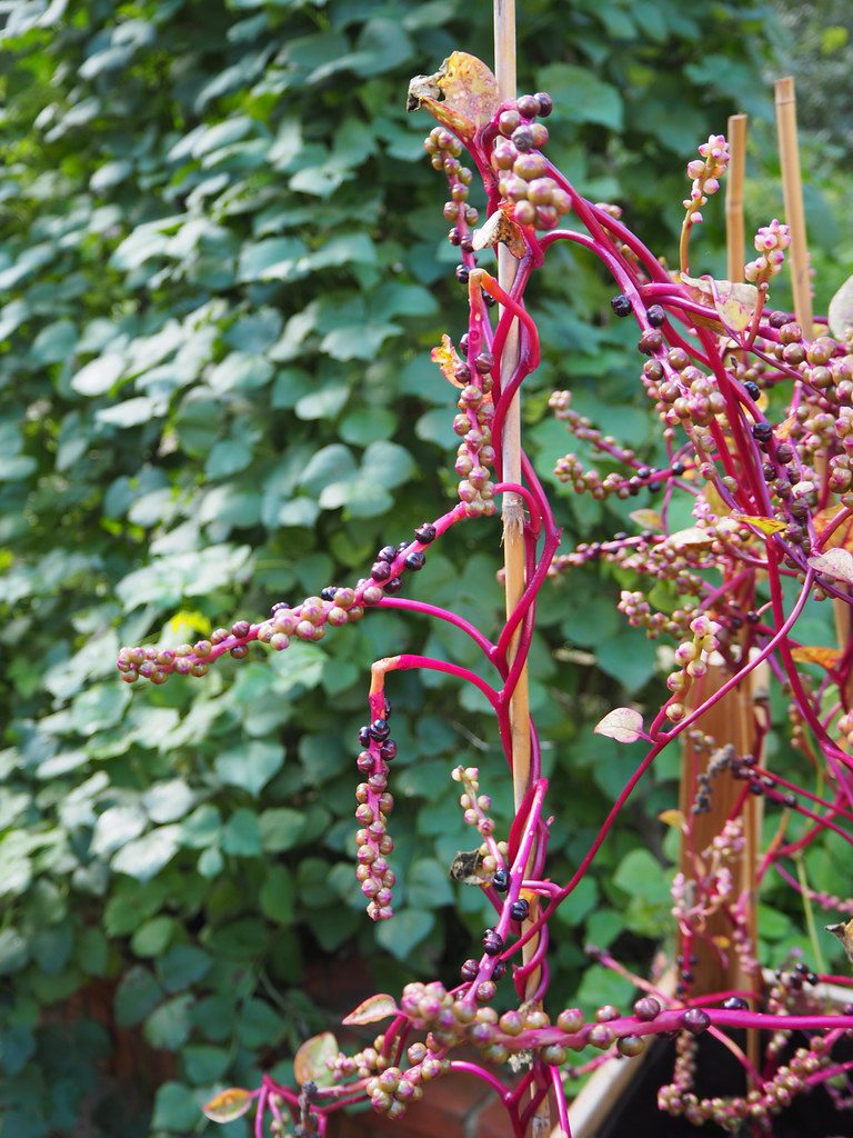 Basella rubra (possuem flores avermelhadas, caules vermelhos). Esta é mais rica em ácido oxálico  do que a primeira  variedade.