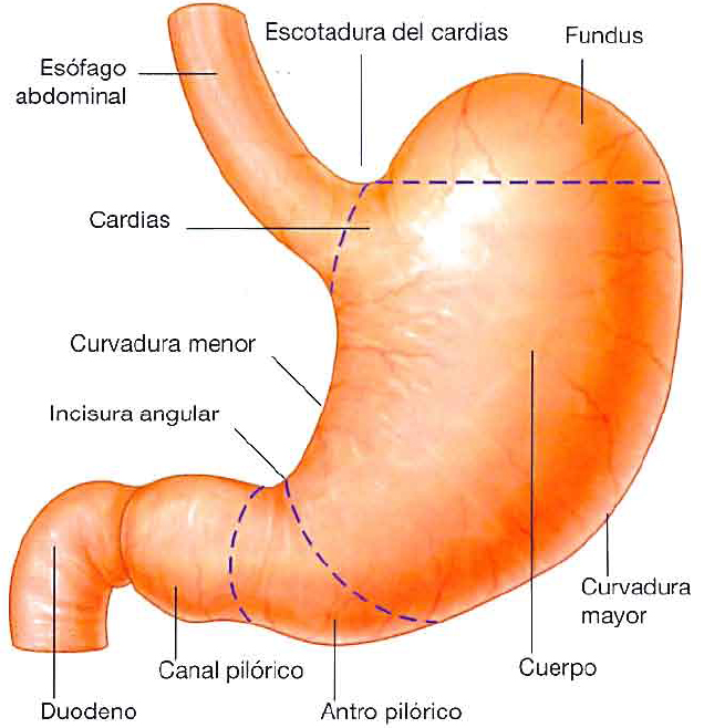 ESTÔMAGO
 UM DOS BENEFÍCIOS DA  COUVE É  ESTIMULAR  A PRODUÇÃO DE MUCO NA PAREDE DO ESTÔMAGO E O MUCO É UMA CAMADA QUE PROTEGE A PAREDE DO ESTÔMAGO PARA QUE ELA NÃO SEJA LESIONADA PELO PRÓPRIO SUCO GÁSTRICO, 