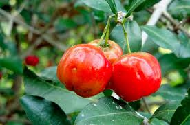 -É uma planta fantástica, porque é uma fruta deliciosa  refrescante  muito saborosa e com incríveis propriedades medicinais.