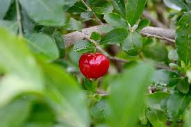 Folhas da Acerola- são levemente urticantes, já que causam uma pequena coceira. 