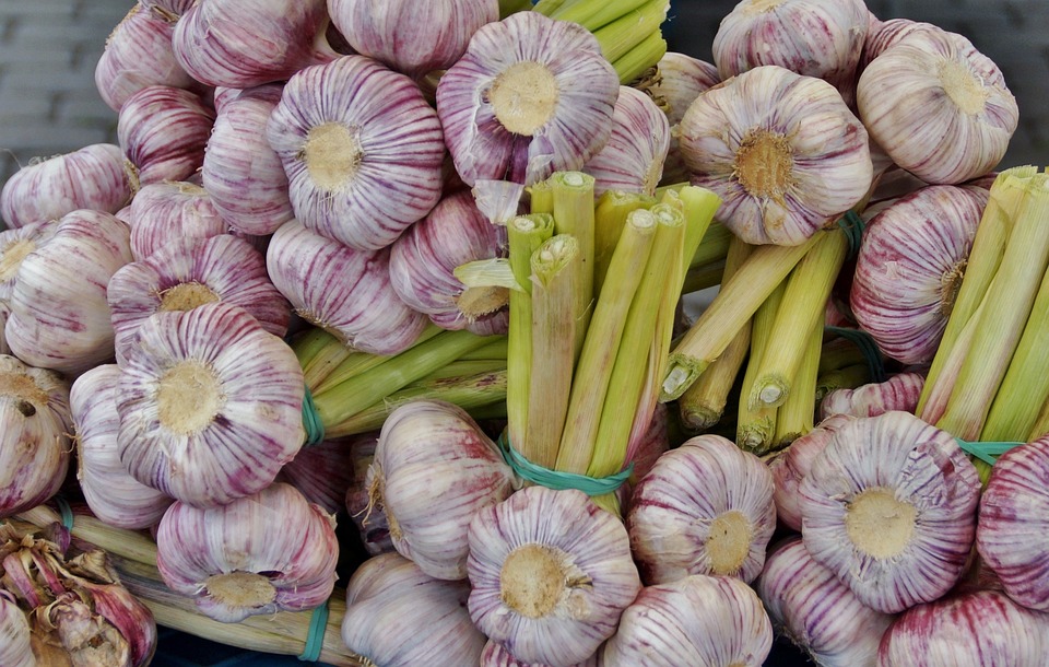 Também foi destacado no estudo, a duração dos sintomas, que foram reduzidos. Os funcionários, que estavam doentes e tiveram uma alimentação feita com extrato de alho contendo alicina, ficaram menos tempo doentes. Portanto houve redução  também  da quantidade de dias com o resfriado. Portanto conclui-se desse estudo que a alicina presente no alho fortalece o sistema imunológico, auxiliando no combate de resfriados e gripes.