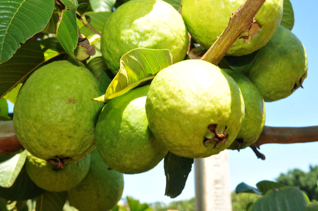 As goiabas possuem elevado teor de nutrientes, bem como  propriedades medicinais.  É uma fruta que possui elevado  conteúdo em vitaminas C, A e B. Possui um  sabor adocicado, muito embora, sua polpa possa ser de distintas cores rosa, branca, vermelha, amarela ou até mesmo alaranjada.