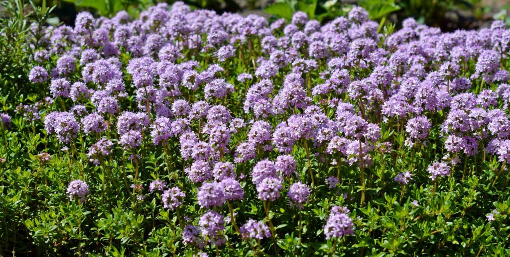 Thymus serpyllum, conhecido pelos nomes comuns de tomilho de Breckland, tomilho selvagem de Breckland, tomilho selvagem, tomilho rastejante ou tomilho élfico,