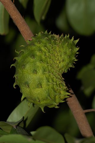 A graviola Ajuda a prevenir o escorbuto, já que é excelente fonte de vitamina C (Ácido ascórbico). Fortalece as defesas do organismo, portanto ajuda a prevenir doenças provocada por bactérias, vírus e fungos.